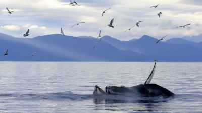 "a secret passed down through the ages
with sophisticated communication." - Secrets of the Whales