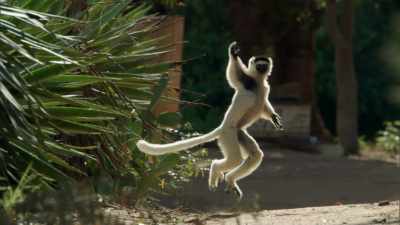 A seemingly endless parade
of wild creatures - When Nature Calls with Helen Mirren
