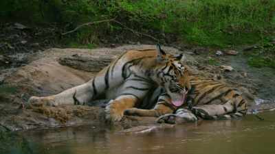 A serious injury to a mother tiger - Dynasties