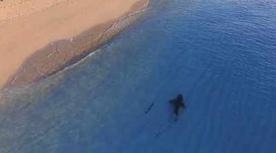 A shark accidentally going
for people at Myrtle Beach, - Shark Attack Files