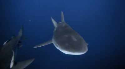 A sharks' ability to grip may
be what makes it so deadly. - Shark Attack Files