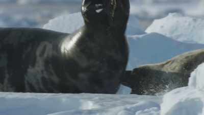 A sharp nip on the tail... - Frozen Planet II