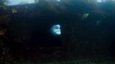 A she has changed into a he. - Blue Planet II
