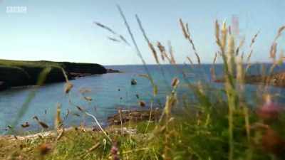 ..a sheltered
bay on the Pembrokeshire coast... - Wales: Land of the Wild