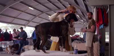 A show dog, to become
an Australian champion, - Koko: A Red Dog Story