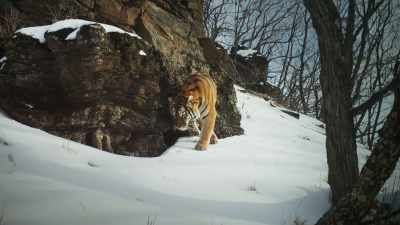 ...a Siberian tiger. - Frozen Planet II