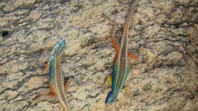 A side-shuffle dance, - Attenborough's Life in Colour