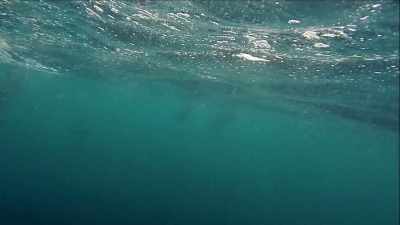 A significant part of it
was about whales. - The Way of the Psychonaut