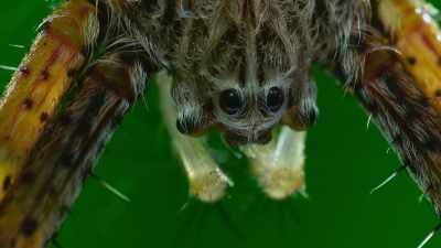A silver-faced spider,
high out of reach. - The Secret Lives of Animals