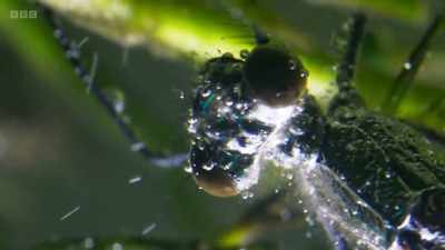 A silver layer of bubbles
allows her to breathe - Wild Isles