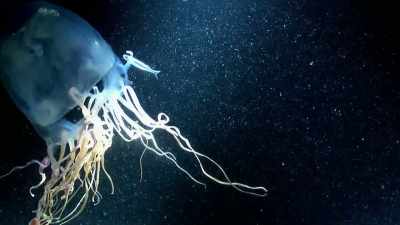 A SINGLE SEA WASP IS
ARMED WITH ENOUGH VENOM - Strange Evidence