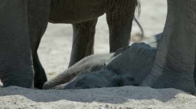 A sixth mass extinction event... - David Attenborough: A Life on Our Planet