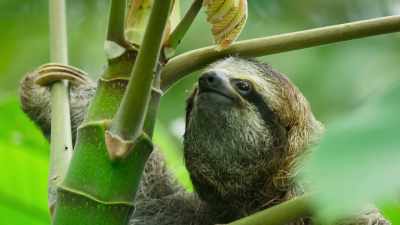 A sloth can only move slowly, - The Green Planet