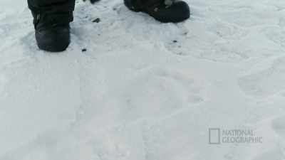 A small bear, not too big. - Life Below Zero: First Alaskans