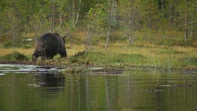 A small fish may not seem like much, - Wild Nordic