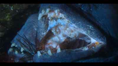 A snarl signals aggression. - Our Oceans
