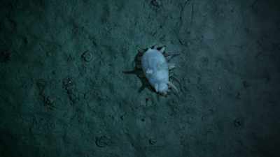 A so-called sea pig. - Blue Planet II