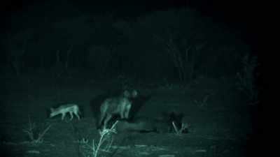 A SOLITARY HYENA
IS EASILY BIG ENOUGH - Expedition Mungo