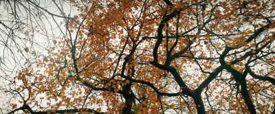 A spirit may dwell
within its bark. - Tolkien