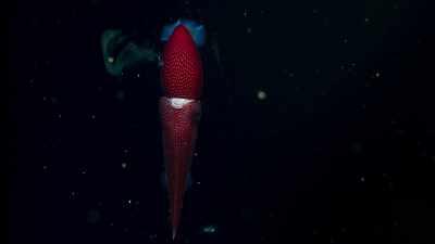 A squid, but this is one
that lives only here. - Blue Planet II