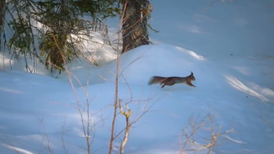 'A squirrel's hippocampus
expands by 15% - A Year on Planet Earth