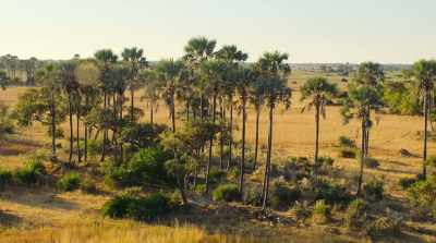 A stand of fan palms. - Surviving Paradise: A Family Tale