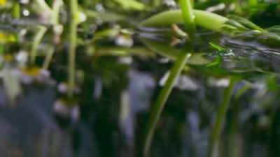 ..a stem that is stiff enough
to resist the current - The Green Planet