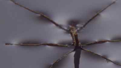 A stick insect held fast to the
water by surface tension. - Micro Monsters with David Attenborough