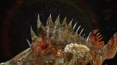A sting comes from contact
from the venomous spines - Kings of Pain