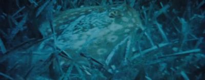 A strange twilight world opened up before me - 20,000 Leagues Under the Sea