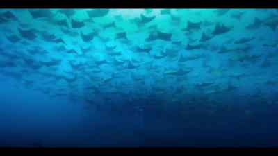 A stronghold for so many rays, - Our Oceans