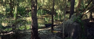 A swamp knows all about death... - Where the Crawdads Sing