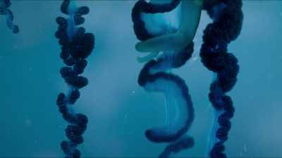 A tentacle has caught
this one, and reels it in. - Blue Planet II