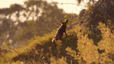 A termite mound
makes the perfect climbing frame. - Wild Babies