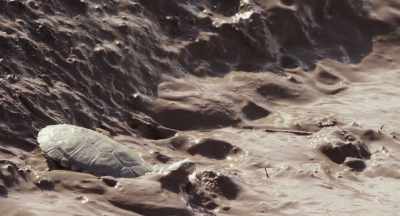 A terrapin senses it too and will dig deep
into the mud while he can. - The Elephant Queen