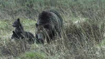 A territorial male
will kill cubs - Epic Yellowstone