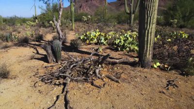 A thick cactus roof keeps the pack rat's home cool too. - Tiny World