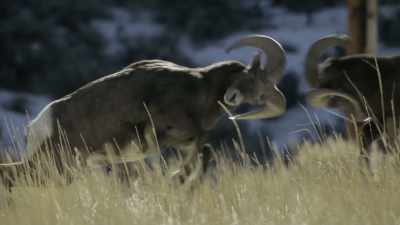 A thickened skull helps protect
their brain from impact. - Prehistoric Planet