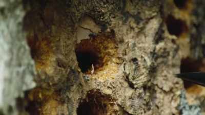 A thief in search of maple syrup. - The Green Planet