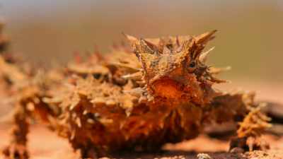 A thorny devil,
only the length of a pencil, - Tiny World