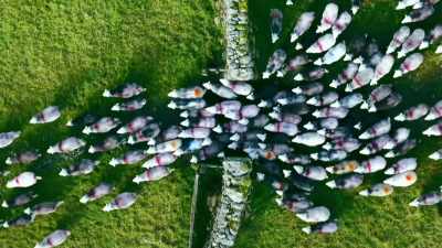 A thousand sheep
squeeze through the narrow gate, - Europe From Above