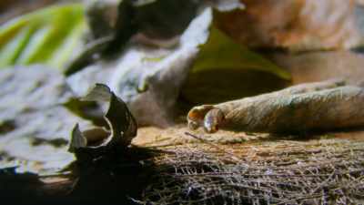 A thread snake, - Tiny World