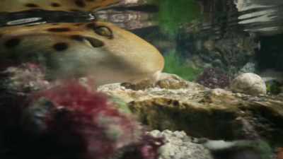 A three-foot-long epaulette shark - Super/Natural