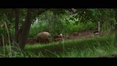 - A thriving 450 pounds
patiently navigating - The Biggest Little Farm: The Return