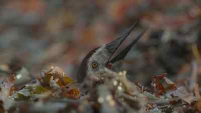 A tiny Alcione hatchling,
just a few inches high - Prehistoric Planet