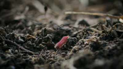 A tiny grub seems an easy target. - Super/Natural