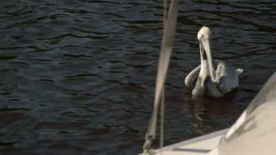 A tip from a yacht mechanic
in Alabama - Floribama Murders