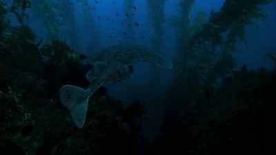 A Torpedo Ray, - Blue Planet II