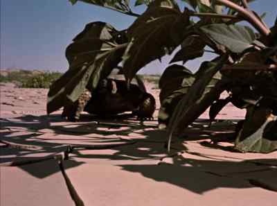 A tortoise must gather his
Greens while they're available. - The Living Desert
