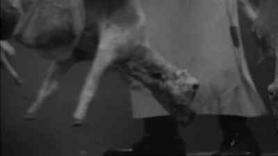 â™ª Can't get the one you love - Killer of Sheep